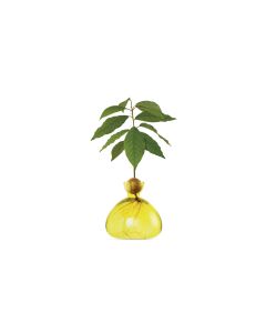 Avocado Vase